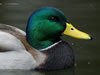 Wild Ducks No Longer Welcome